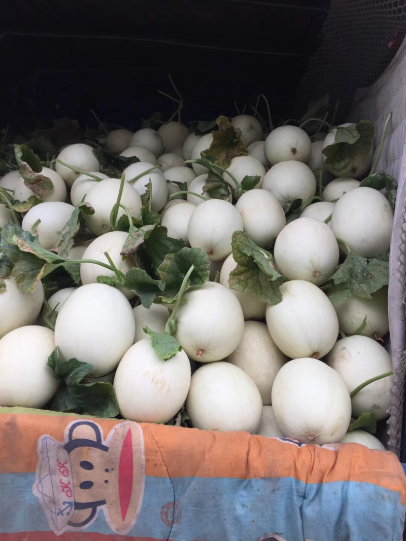 东台精品玉姑甜瓜2斤以上白果形漂亮专业团队