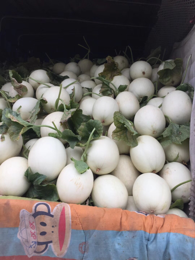 东台精品玉姑甜瓜2斤以上白果形漂亮专业团队