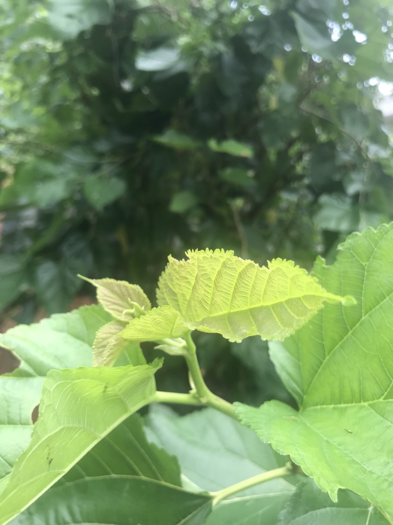 桑叶菜，新鲜桑叶