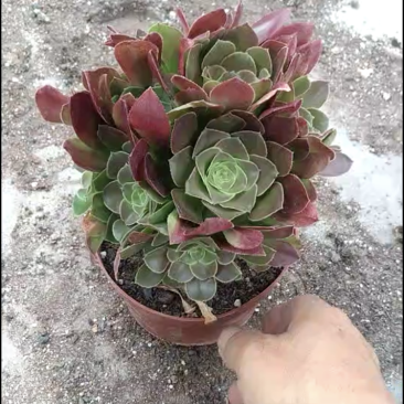 韶羞