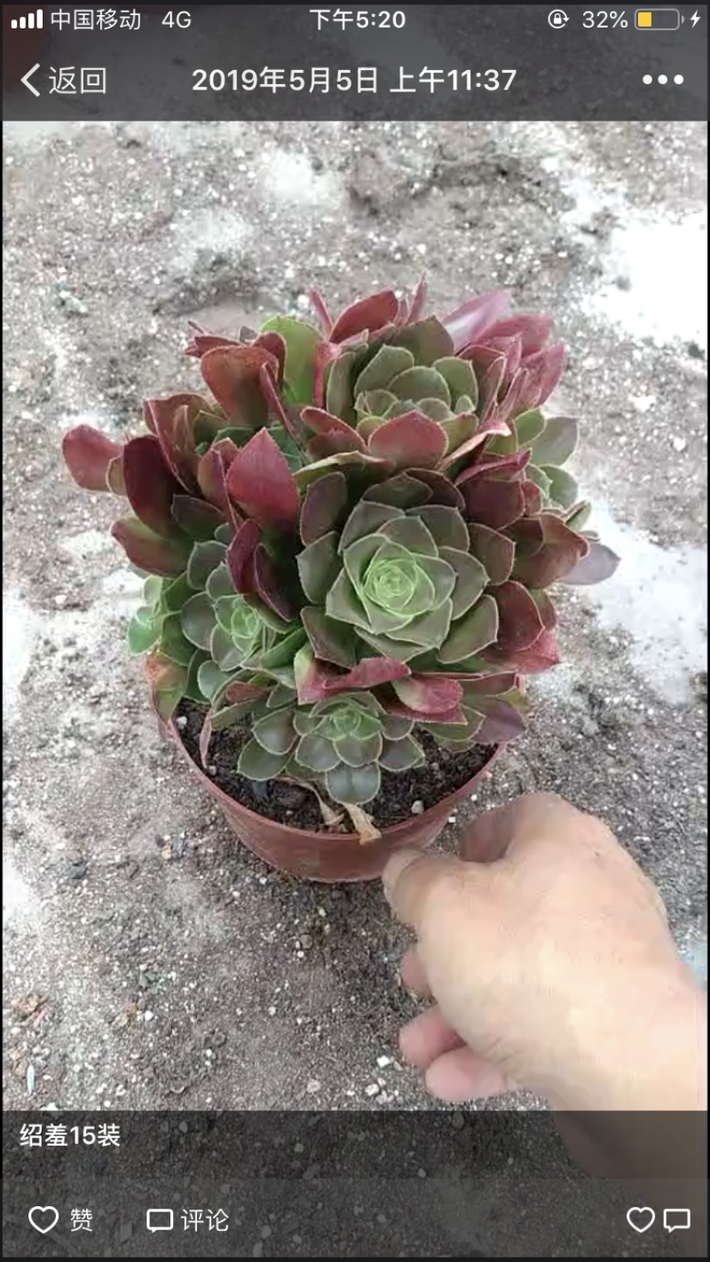 韶羞