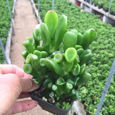 吸财树