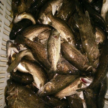 野生鳜鱼，黑桂，大眼桂