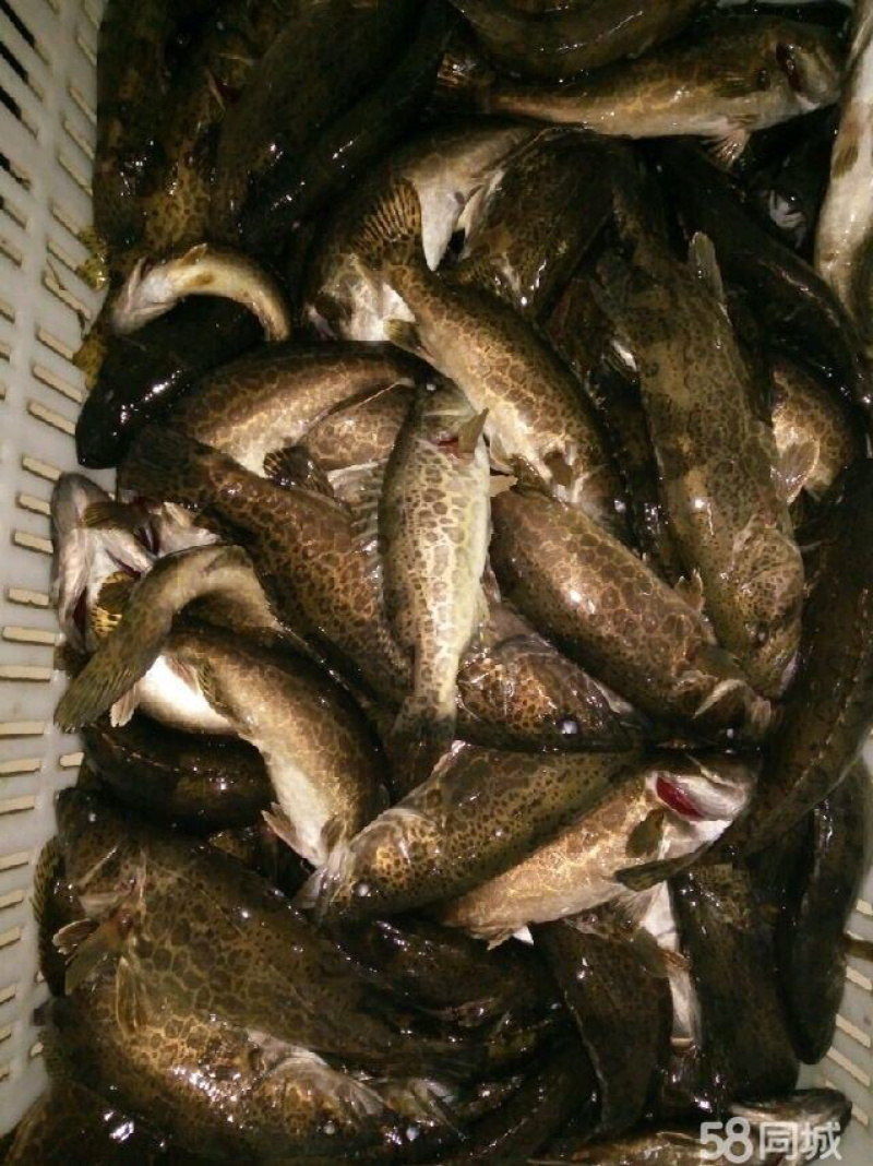 野生鳜鱼，黑桂，大眼桂