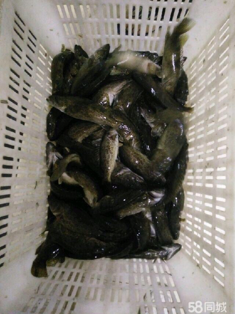 野生鳜鱼，黑桂，大眼桂