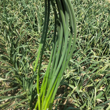 平度蒜苔上市了