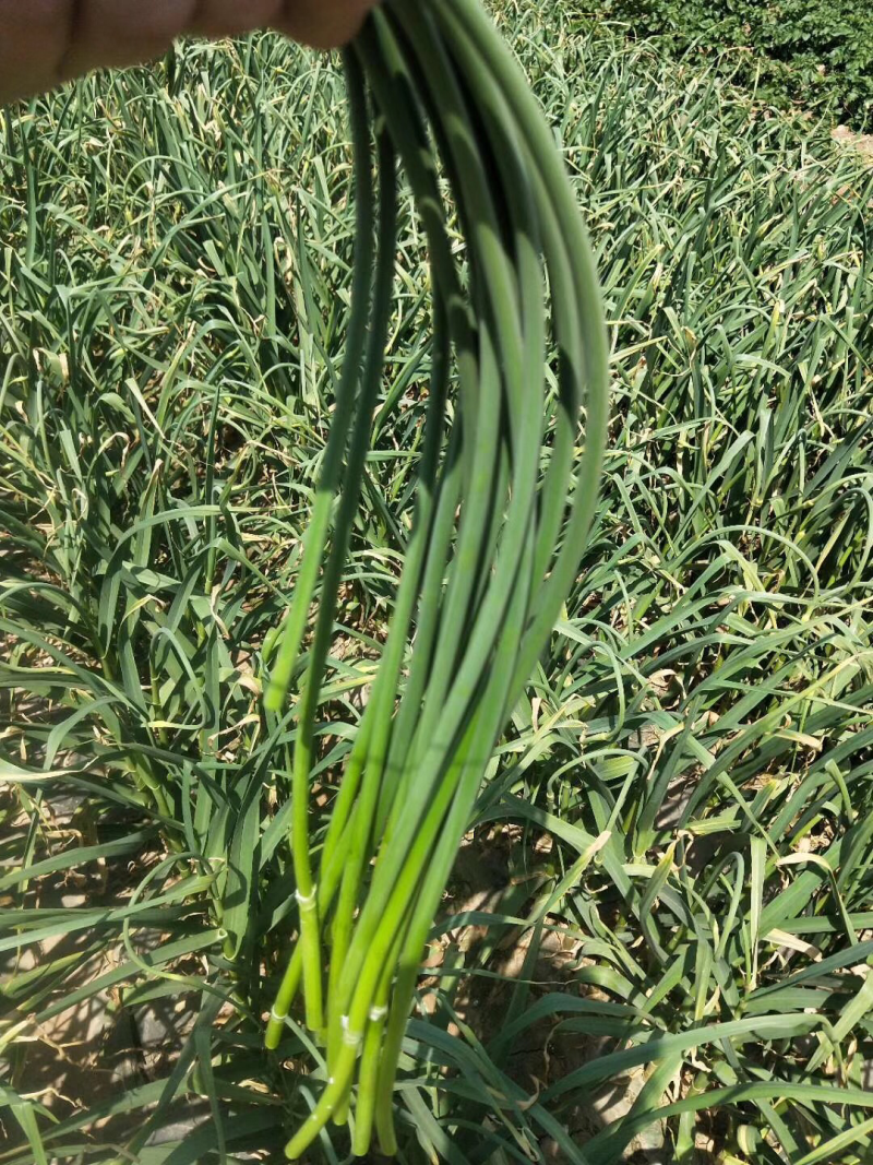 平度蒜苔上市了