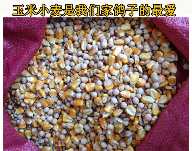 新鲜双母鸽子蛋无受精无孵化
