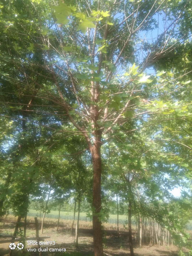 五角枫