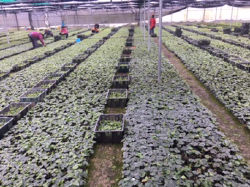 罗汉果优质苗、罗汉果种苗（桂林轶凡农业）