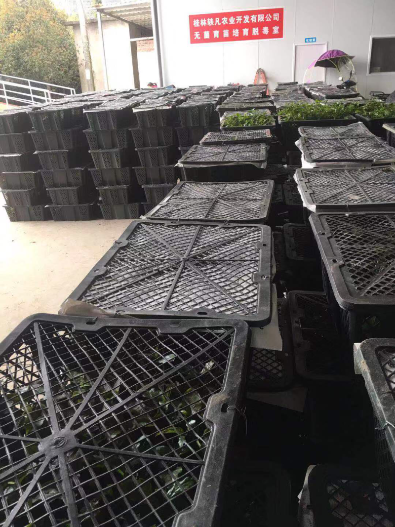 罗汉果优质苗、罗汉果种苗（桂林轶凡农业）