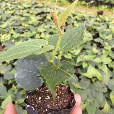 罗汉果优质苗、罗汉果种苗（桂林轶凡农业）