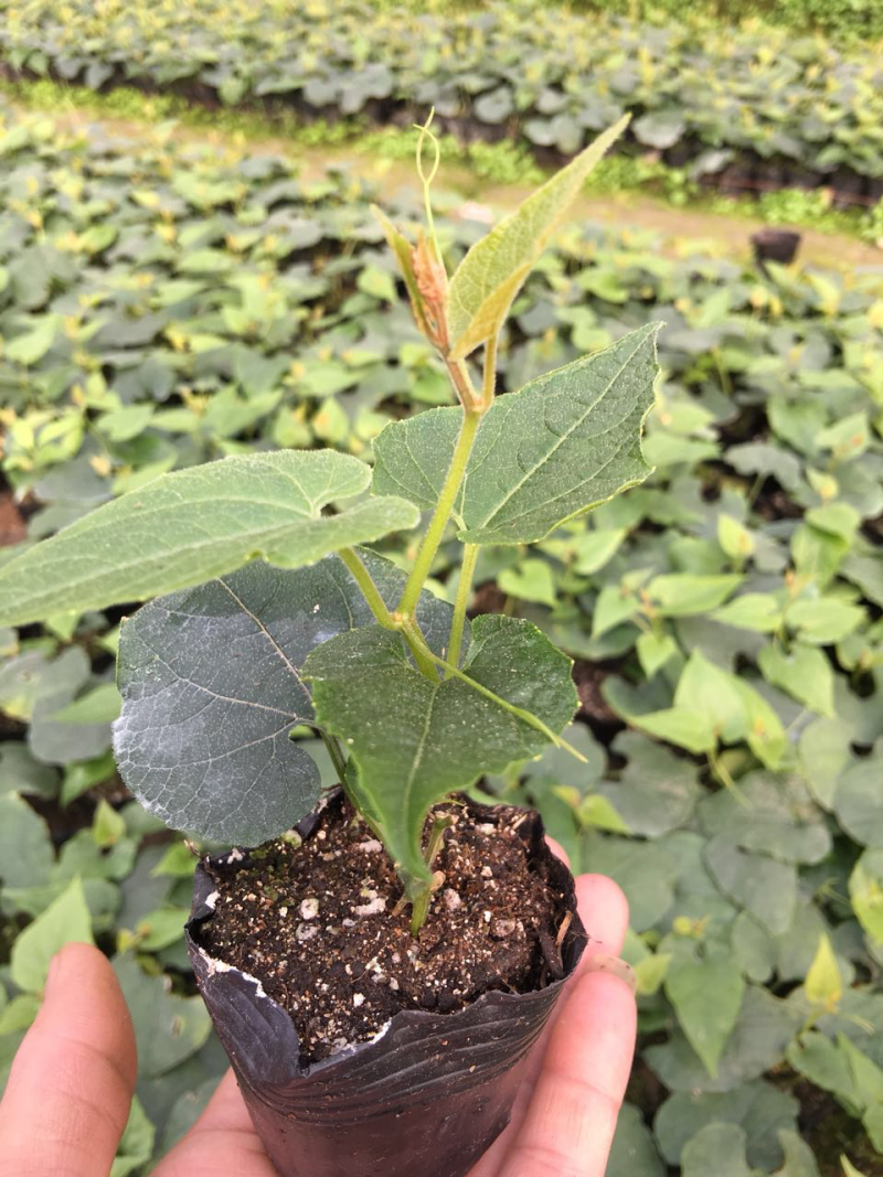 罗汉果优质苗、罗汉果种苗（桂林轶凡农业）