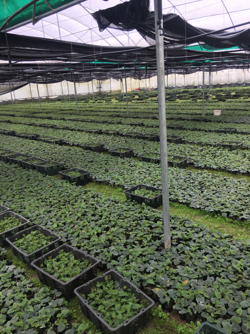 罗汉果优质苗、罗汉果种苗（桂林轶凡农业）