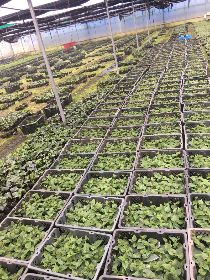 罗汉果优质苗、罗汉果种苗（桂林轶凡农业）