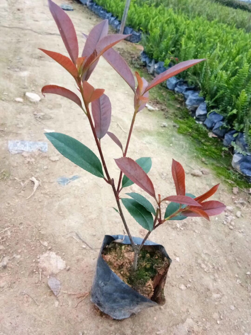 红叶石楠