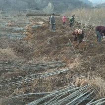 2米高刺槐优质籽播槐树，杆直无病虫害，