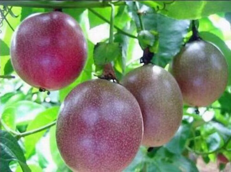百香果优质种苗：台农一号、大叶紫香、四季紫香、钦蜜9号