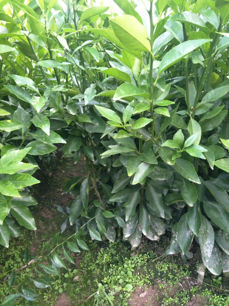 沃柑属于晚熟品种，此品种具有长势旺盛，挂果能力强，挂果采点