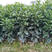 沃柑属于晚熟品种，此品种具有长势旺盛，挂果能力强，挂果采点
