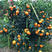 沃柑属于晚熟品种，此品种具有长势旺盛，挂果能力强，挂果采点