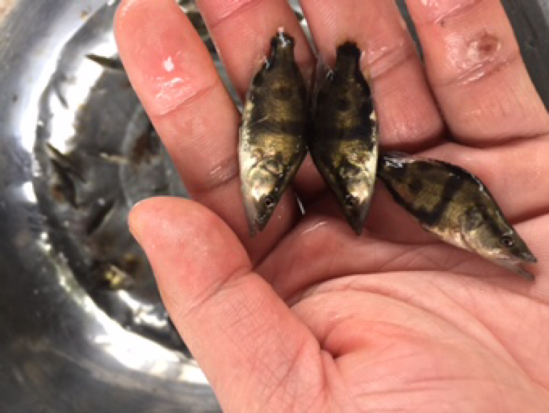 优选翘嘴桂花桂花鱼苗鳜鱼苗量大从优技术指导全国配送