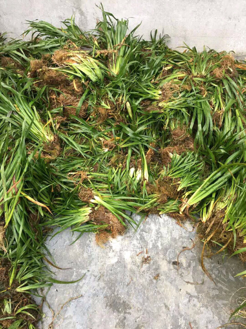 安徽大别山石菖蒲苗，正宗含量和价格高得品种
