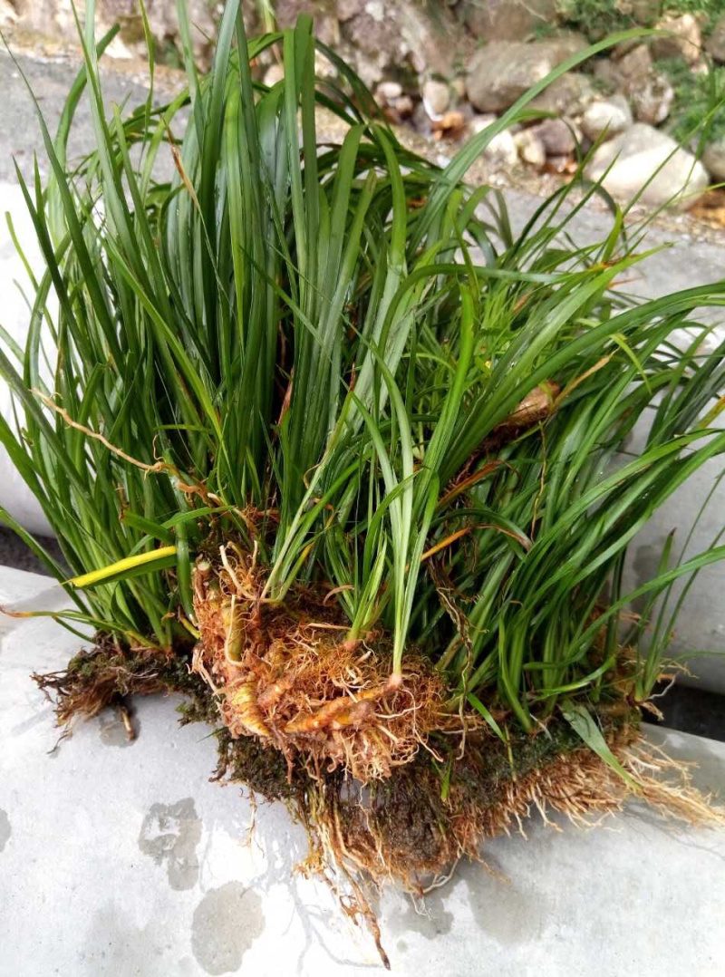 安徽大别山石菖蒲苗，正宗含量和价格高得品种
