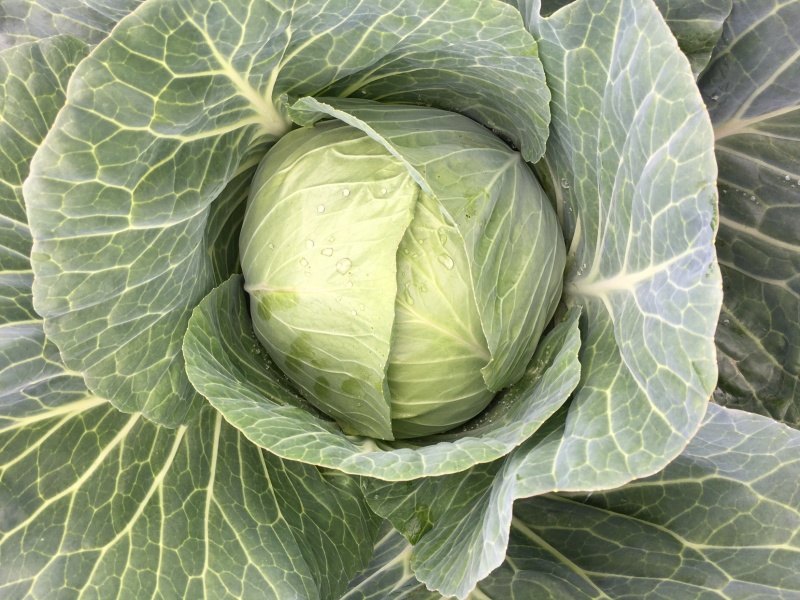 湖北包菜大量上市，货源充足，质量稳定，价格美丽