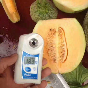 哈密瓜小蜜25娇密25西州蜜瓜