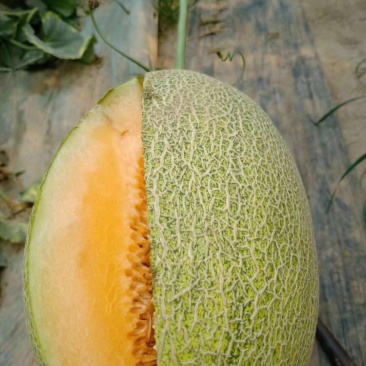 哈密瓜小蜜25娇密25西州蜜瓜