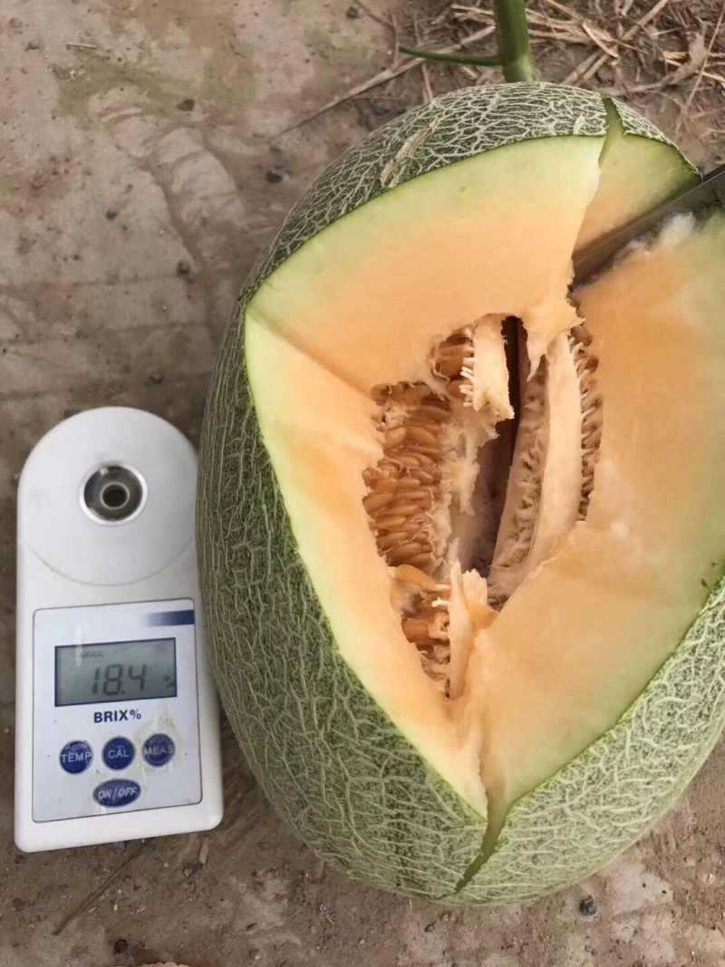 哈密瓜小蜜25娇密25西州蜜瓜