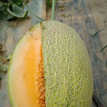 哈密瓜小蜜25娇密25西州蜜瓜