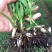 白芨苗2年苗块茎2公分以上紫花三叉白芨苗基地一首货源批发