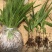 白芨苗2年苗块茎2公分以上紫花三叉白芨苗基地一首货源批发
