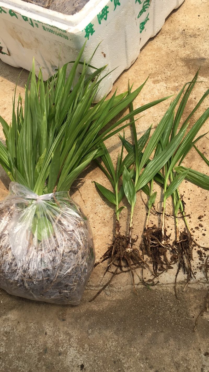 白芨苗2年苗块茎2公分以上紫花三叉白芨苗基地一首货源批发