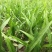 白芨苗2年苗块茎2公分以上紫花三叉白芨苗基地一首货源批发