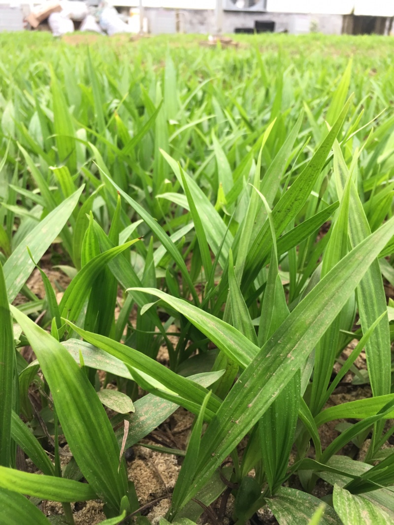 白芨苗2年苗块茎2公分以上紫花三叉白芨苗基地一首货源批发