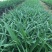 白芨苗2年苗块茎2公分以上紫花三叉白芨苗基地一首货源批发
