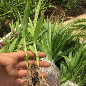 白芨苗2年苗块茎2公分以上紫花三叉白芨苗基地一首货源批发