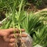 白芨苗2年苗块茎2公分以上紫花三叉白芨苗基地一首货源批发