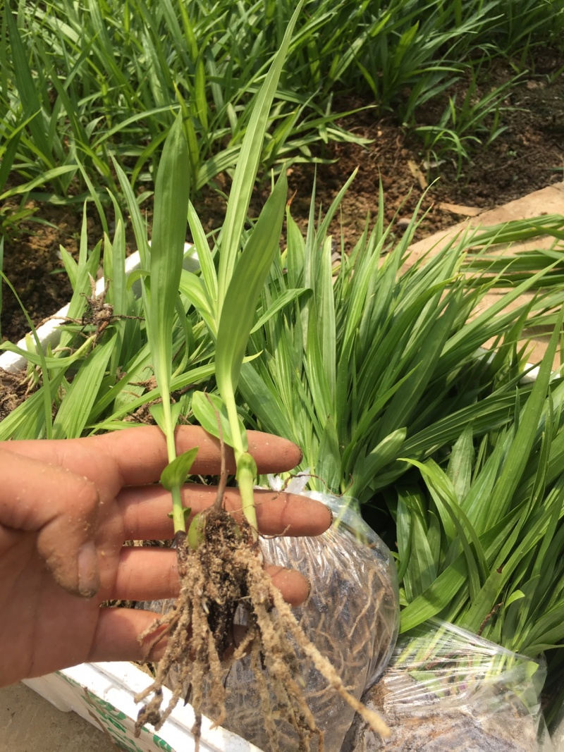 白芨苗2年苗块茎2公分以上紫花三叉白芨苗基地一首货源批发