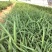 白芨苗2年苗块茎2公分以上紫花三叉白芨苗基地一首货源批发