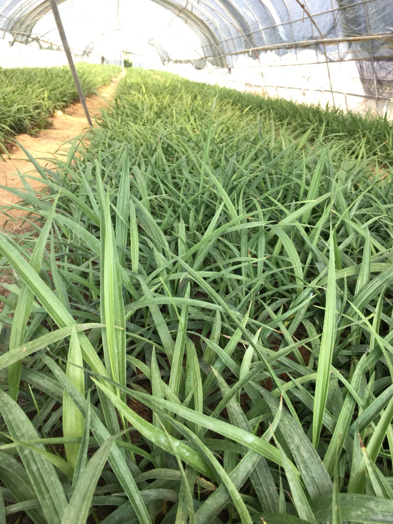 白芨苗2年苗块茎2公分以上紫花三叉白芨苗基地一首货源批发