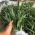 白芨苗2年苗块茎2公分以上紫花三叉白芨苗基地一首货源批发