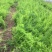 天冬苗基地批发良种天冬苗薯多苗壮一首货源货真价实