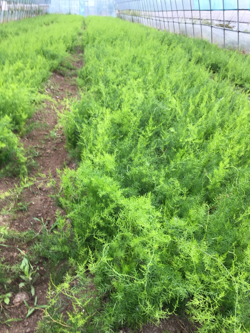 天冬苗基地批发良种天冬苗薯多苗壮一首货源货真价实