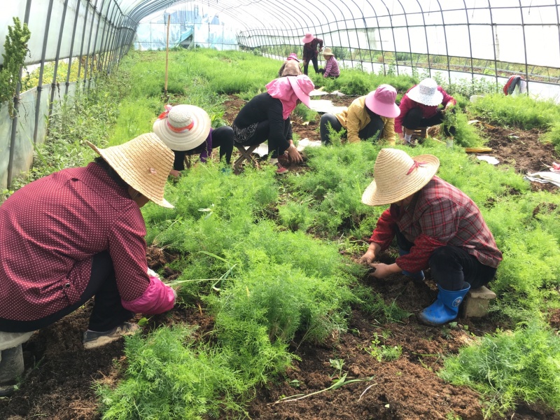 天冬苗基地批发良种天冬苗薯多苗壮一首货源货真价实