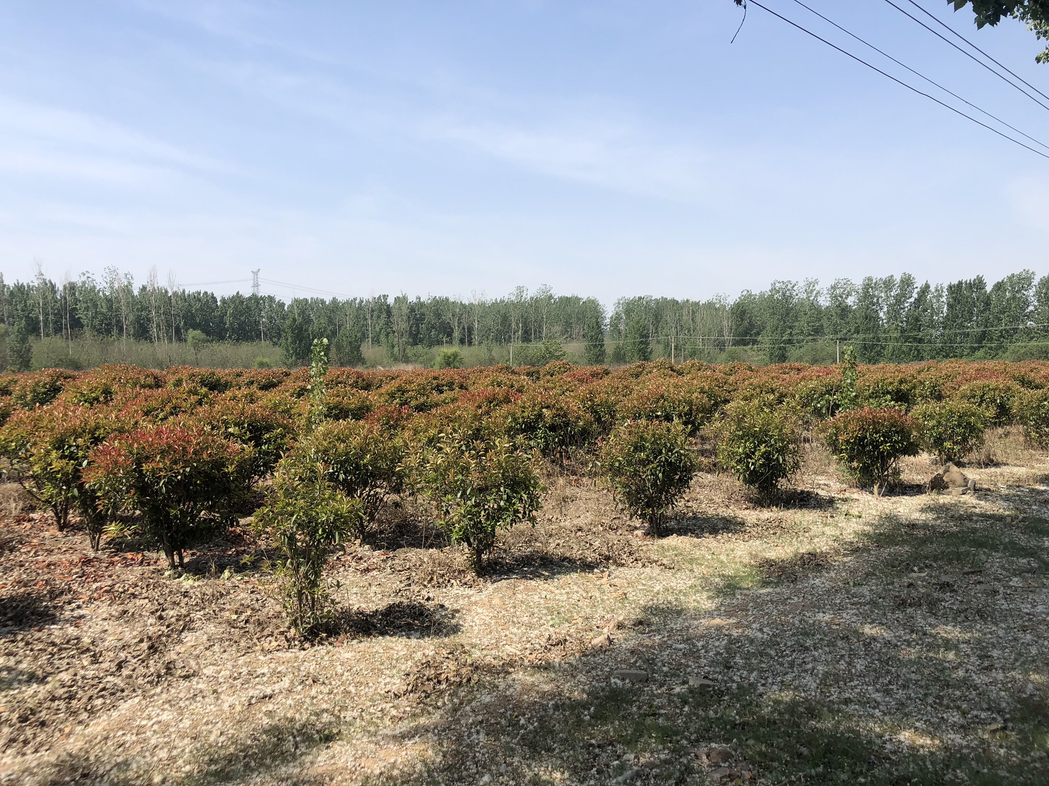 红叶石楠不同品种新叶颜色对比图