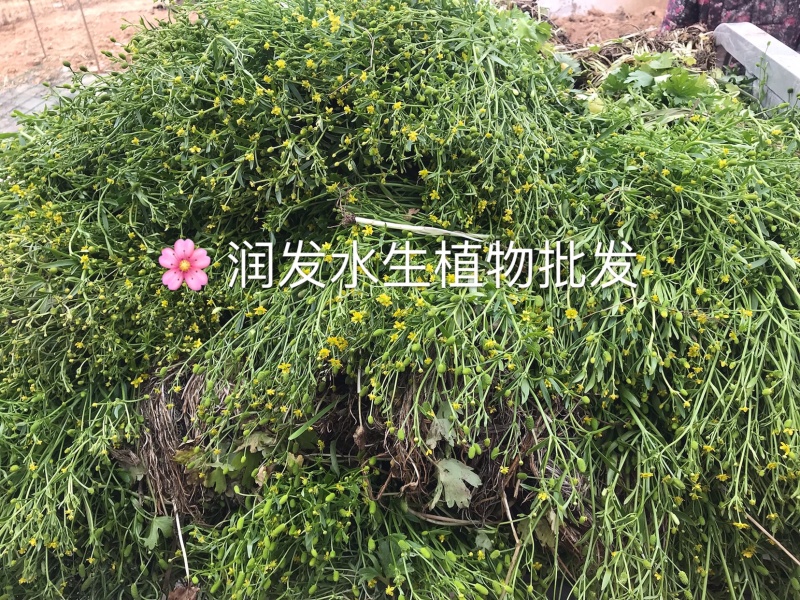 水芹菜